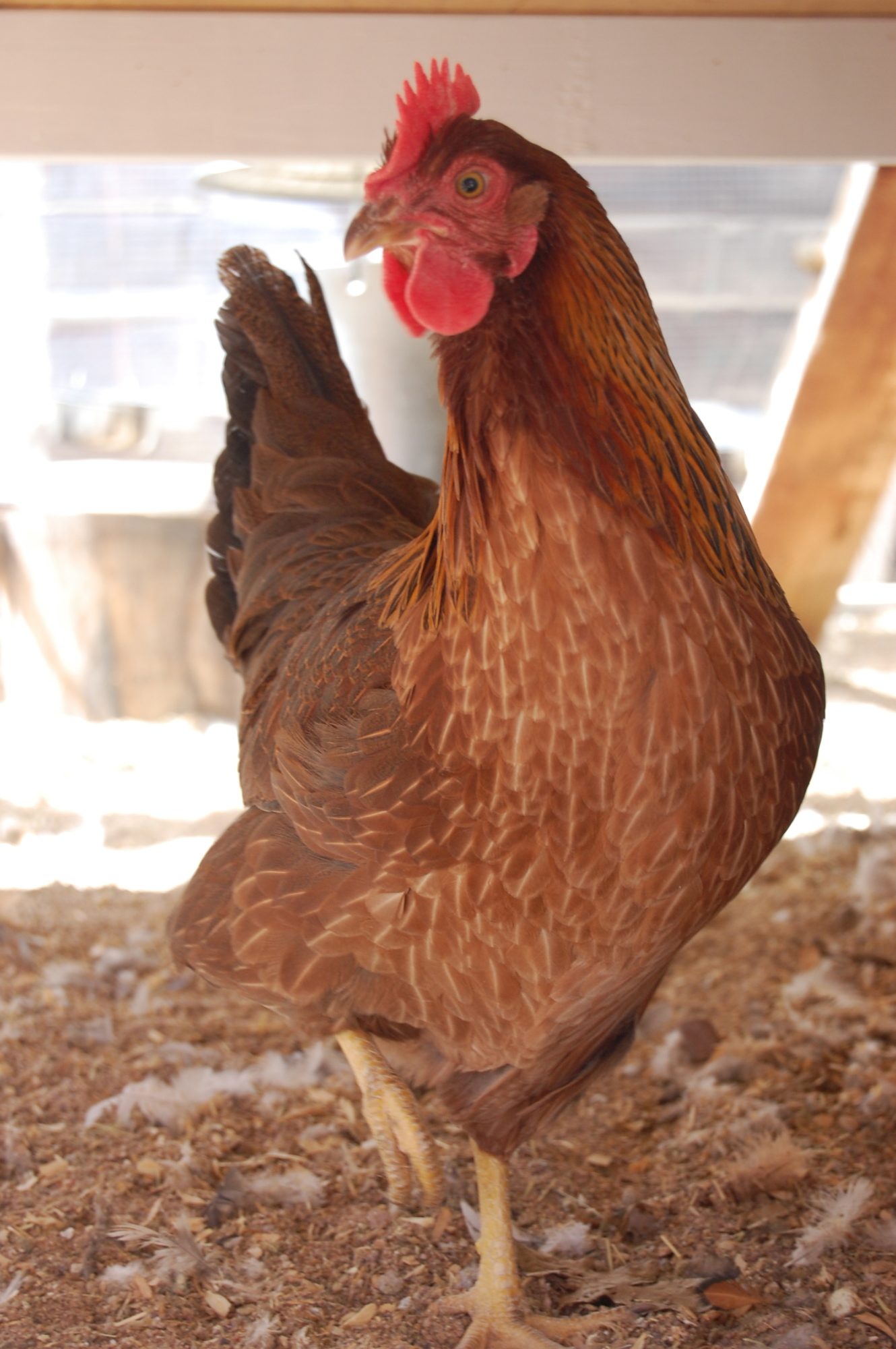 Penryn, one of our Welsummer hens