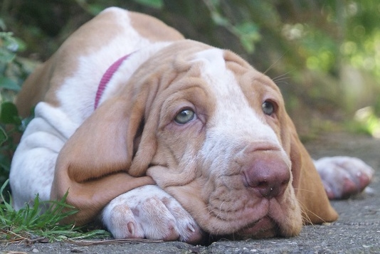 Pensive 6 weeks