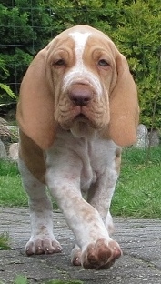 pensive 8 weeks