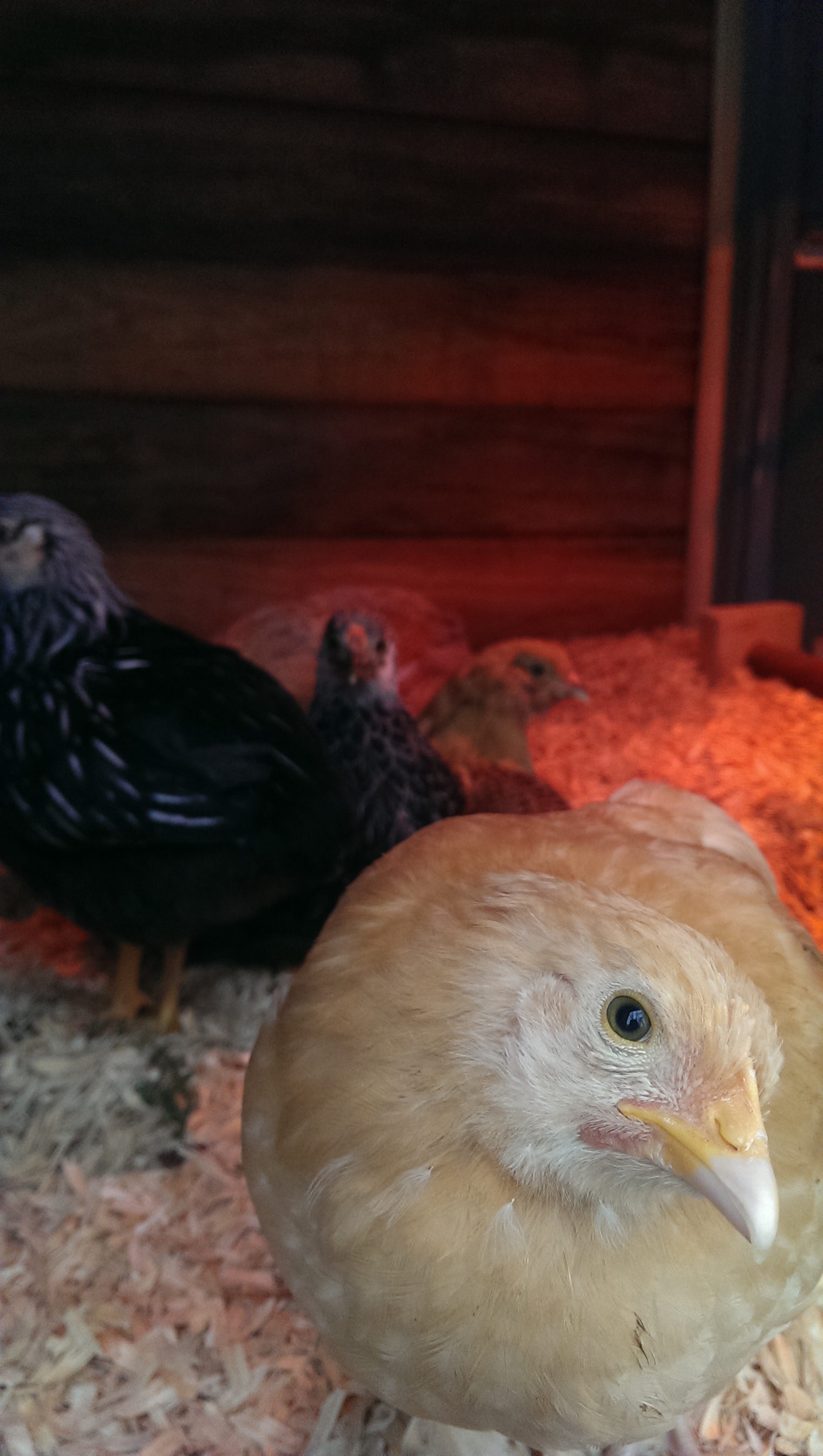 Peppa being sweet and wanting a close up, this week they grew so much and they are so much friendlier! All the petting and feeding them from my hands has paid off.