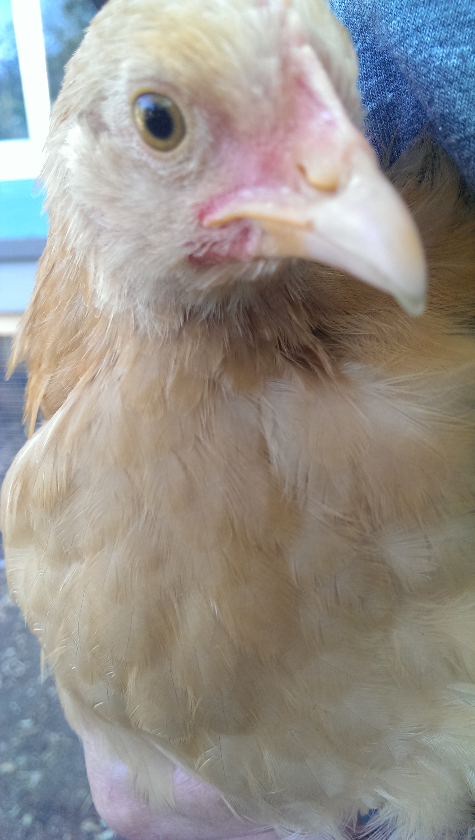 Peppa, my friendly girl who comes to sit on my lap in the evenings