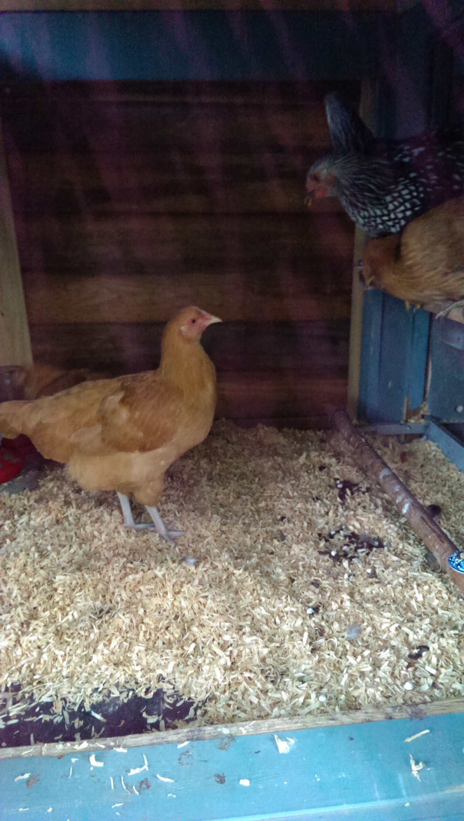 Peppa senses that she will not be on the top roost bar tonight