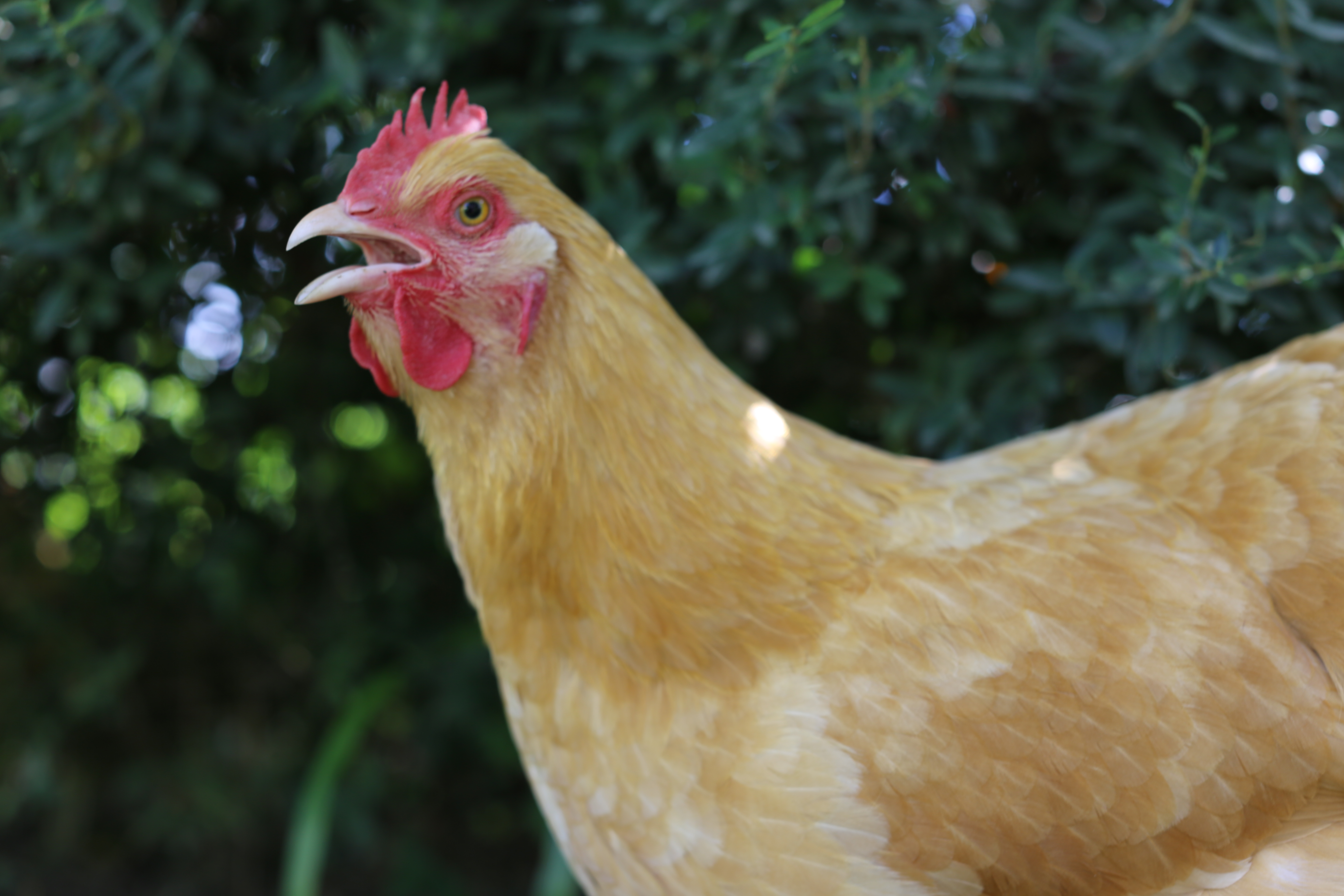 Peppa was unhappy to be photographed when she thought I was bringing a tasty treat so she clucked at me the entire time I was snapping pics