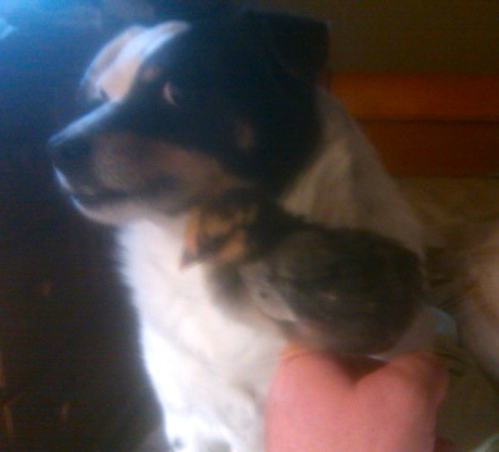 Pepper & a new chick