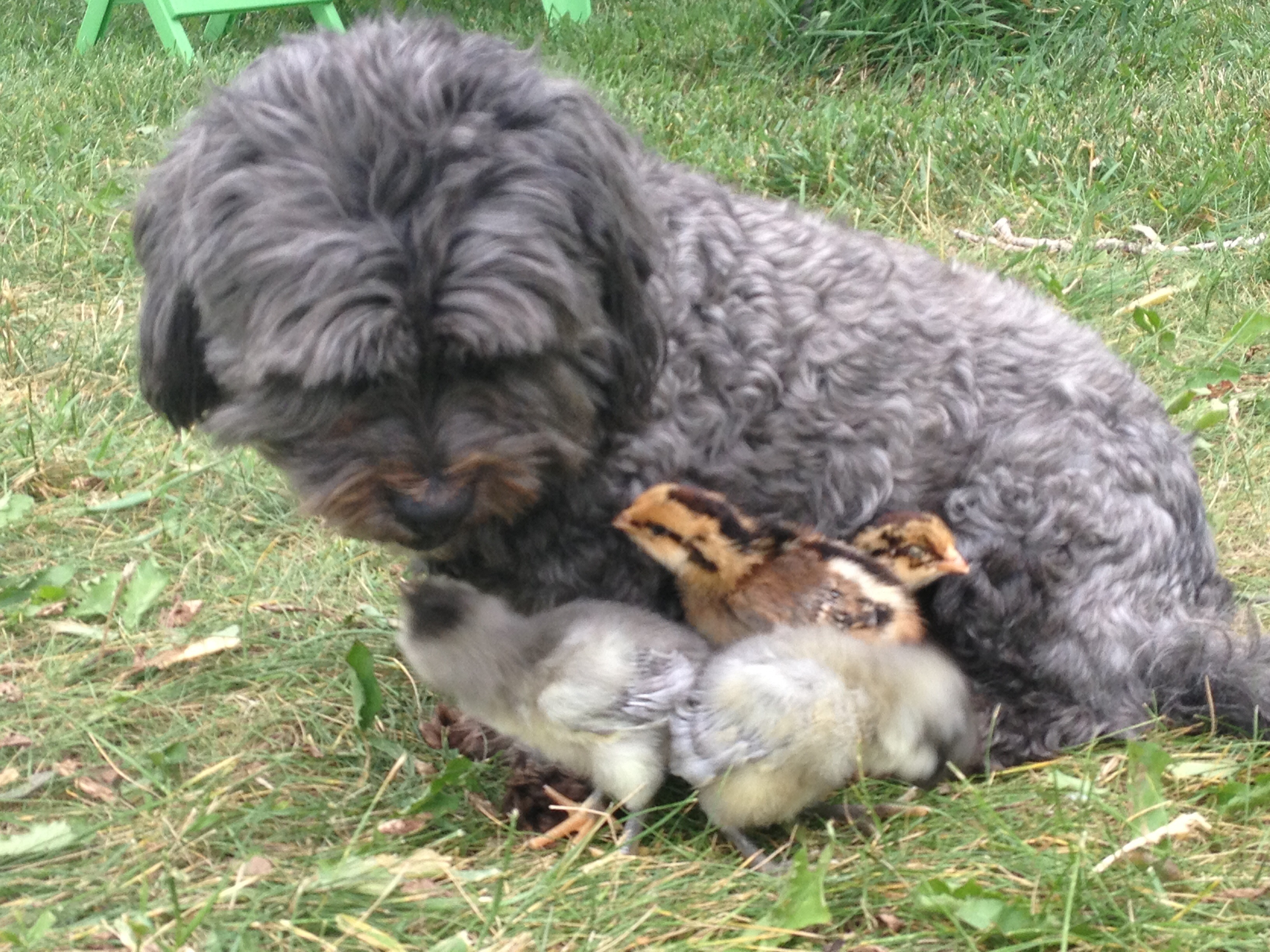 Pepper and "his" babies!