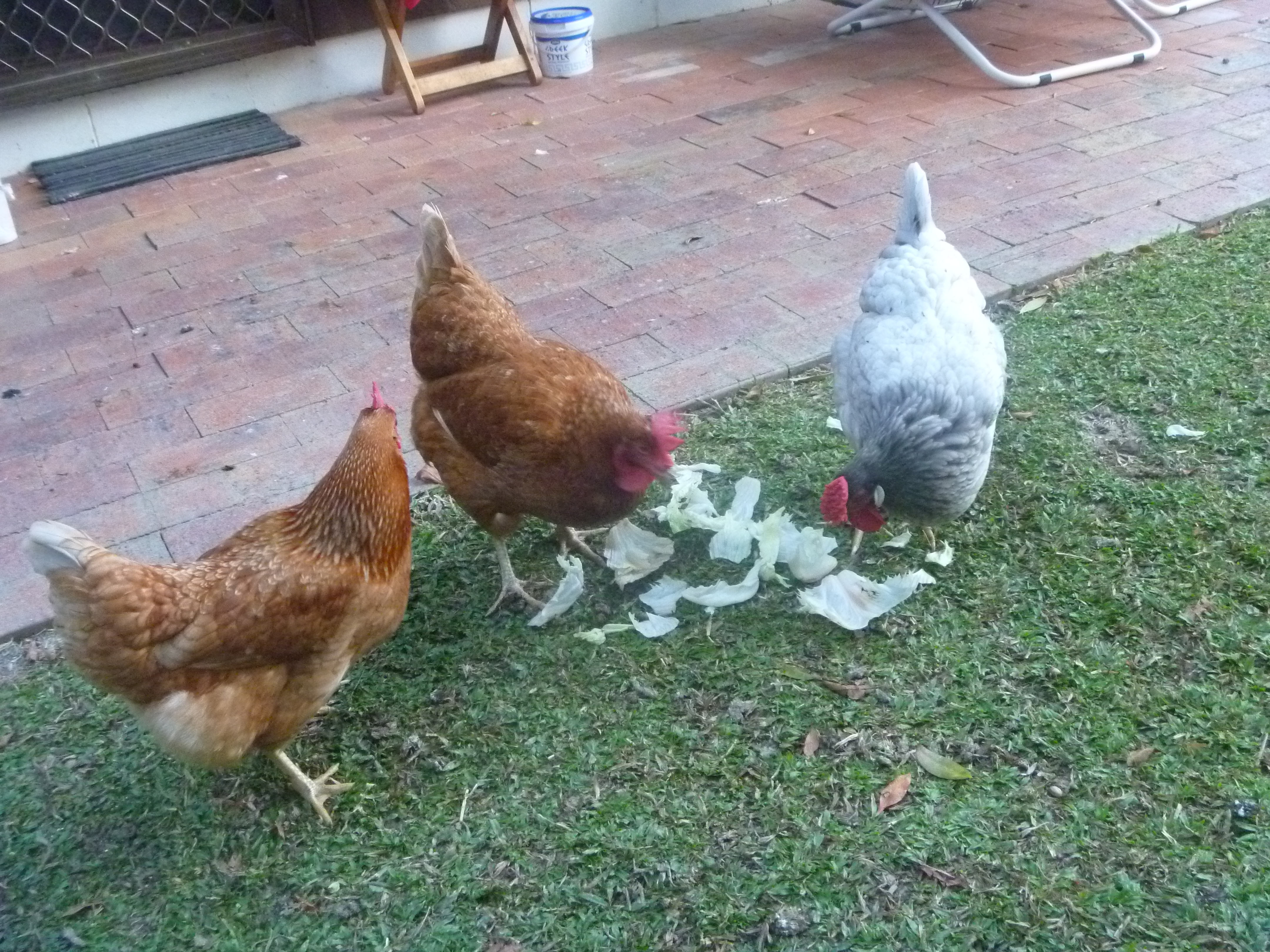 Pepper and the flock