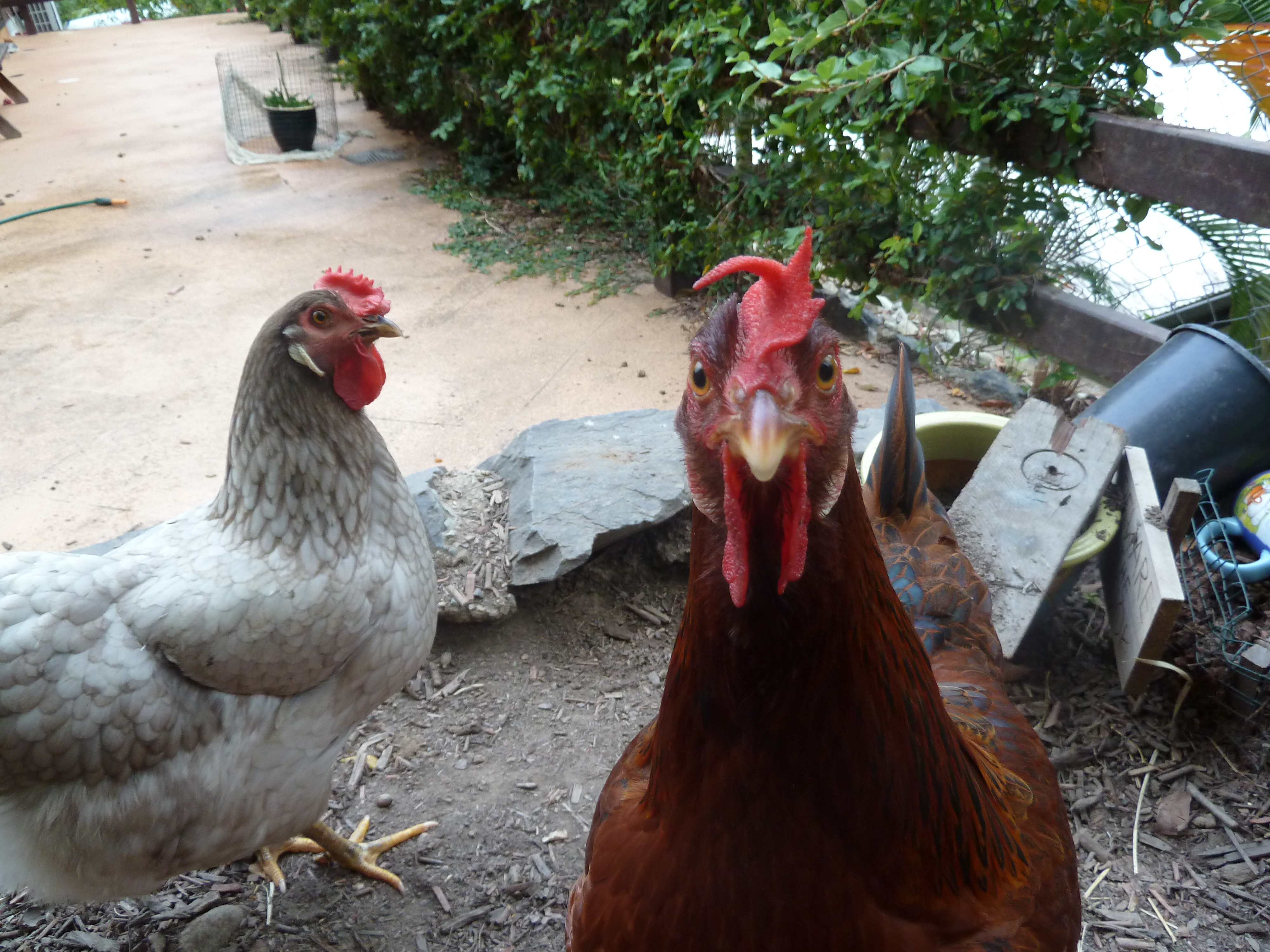 Pepper and Tracey scratching around in front of the coop
