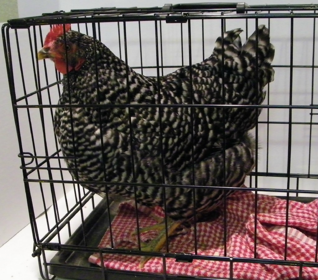 "Pepper Ann" Barred Rock @ 16 wks
