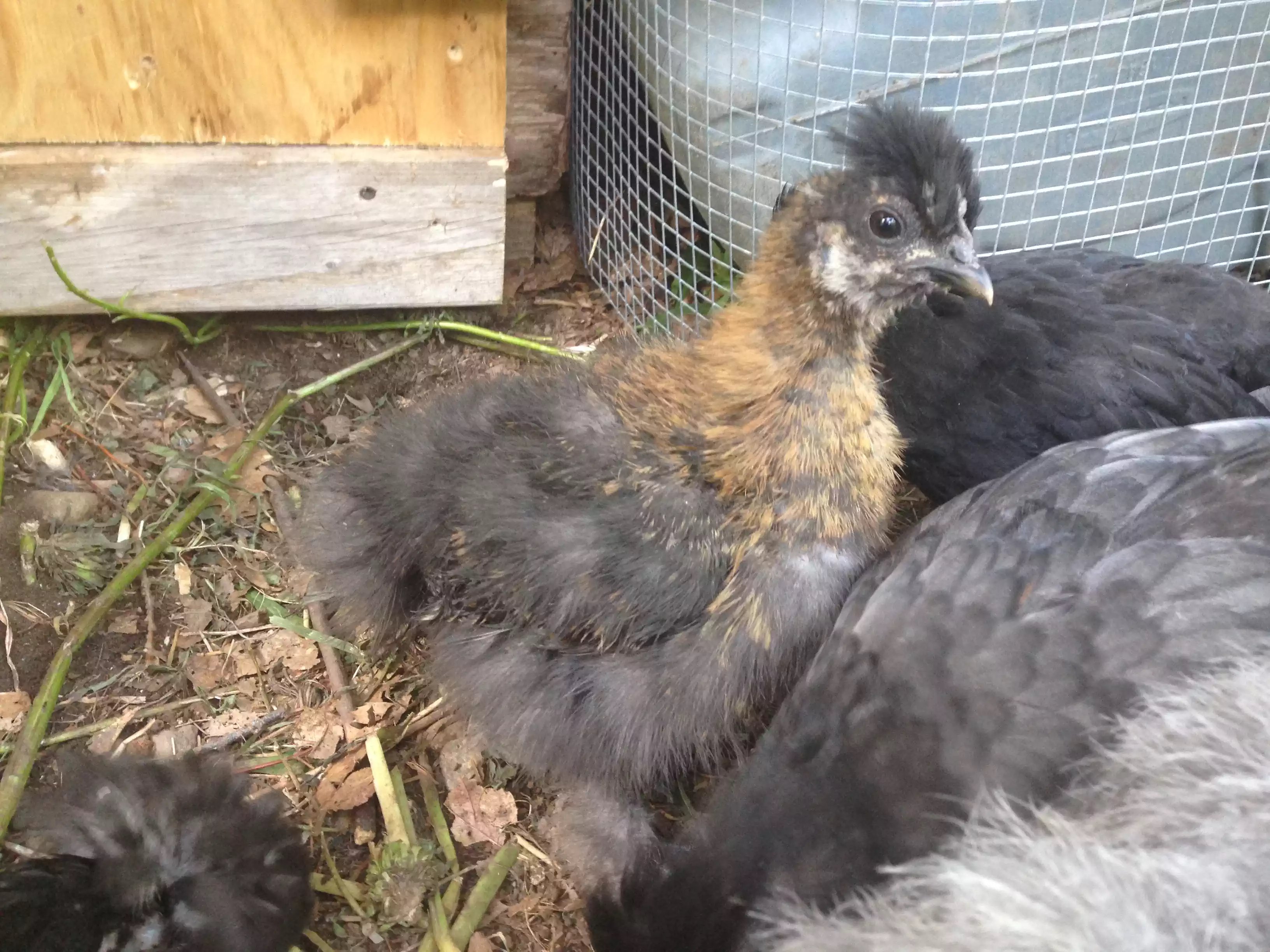 Pepper - another full Silkie.  S/he is the friendliest and very curious