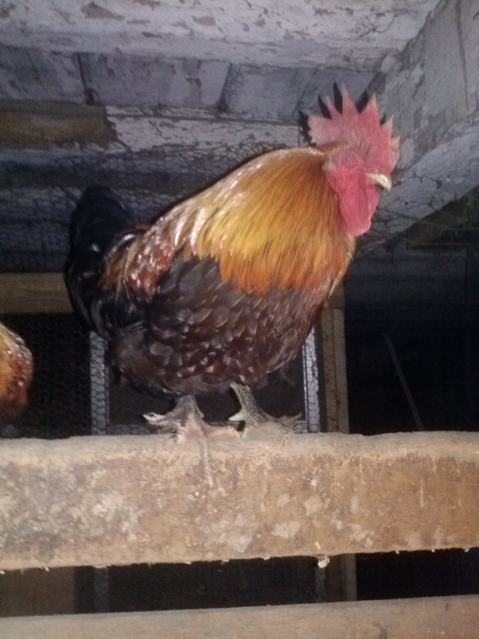 Pepper being all high and mighty! Ruling the new horse barn!