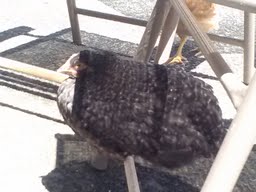 Pepper...chillin on the chair