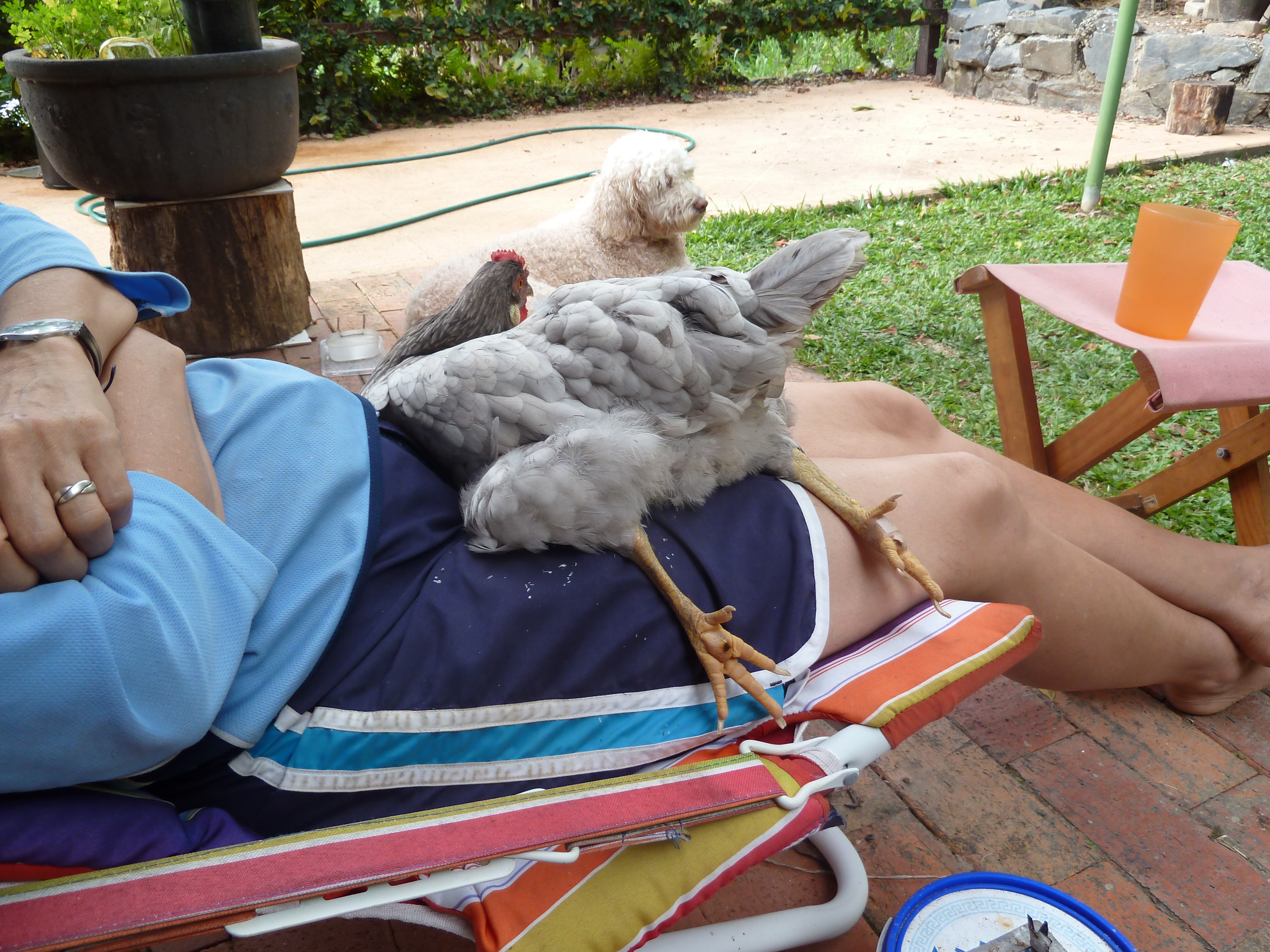 Pepper chilling on Mum's lap.