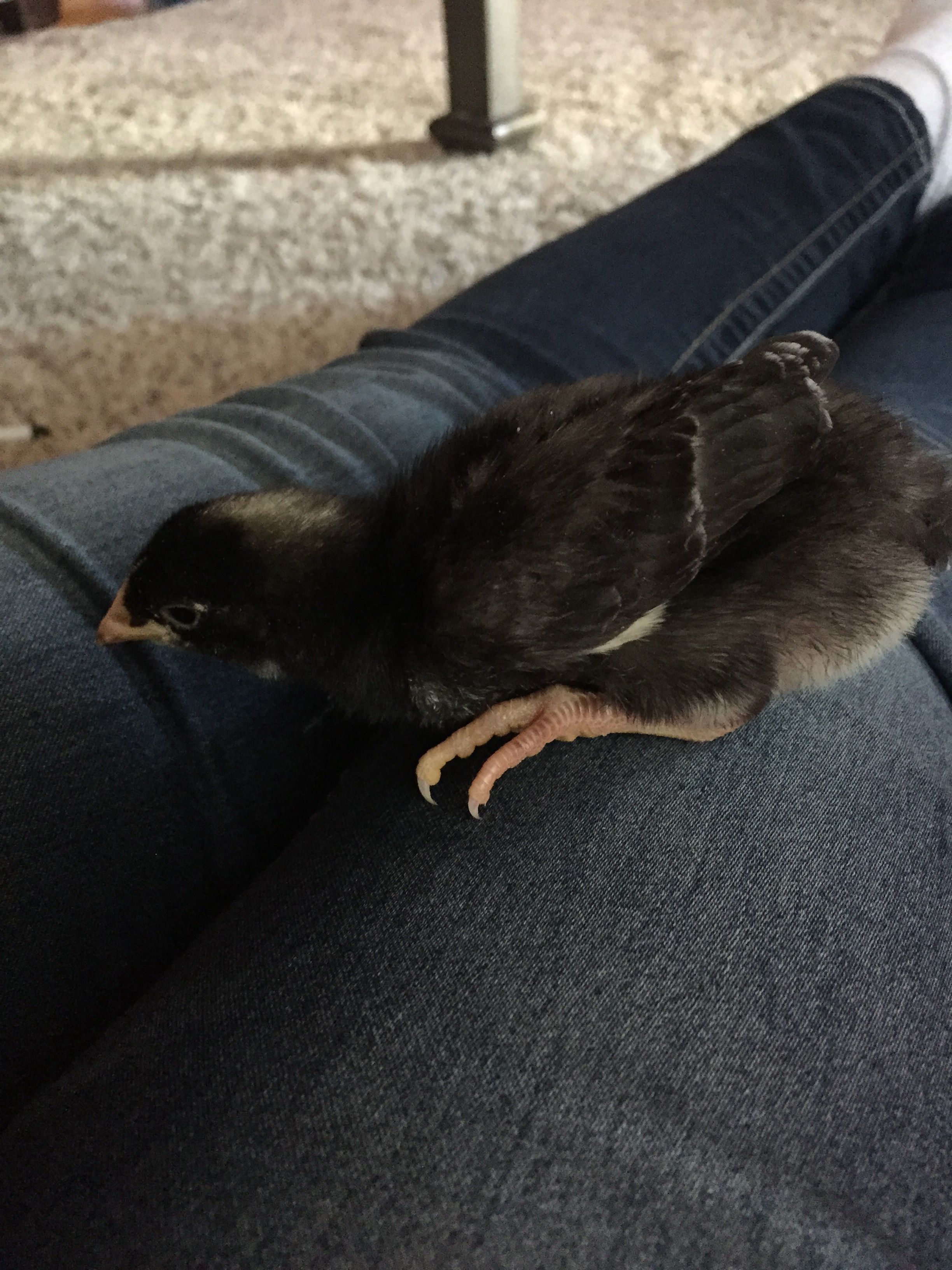 Pepper - Cuckoo Muran - a week and a half old
