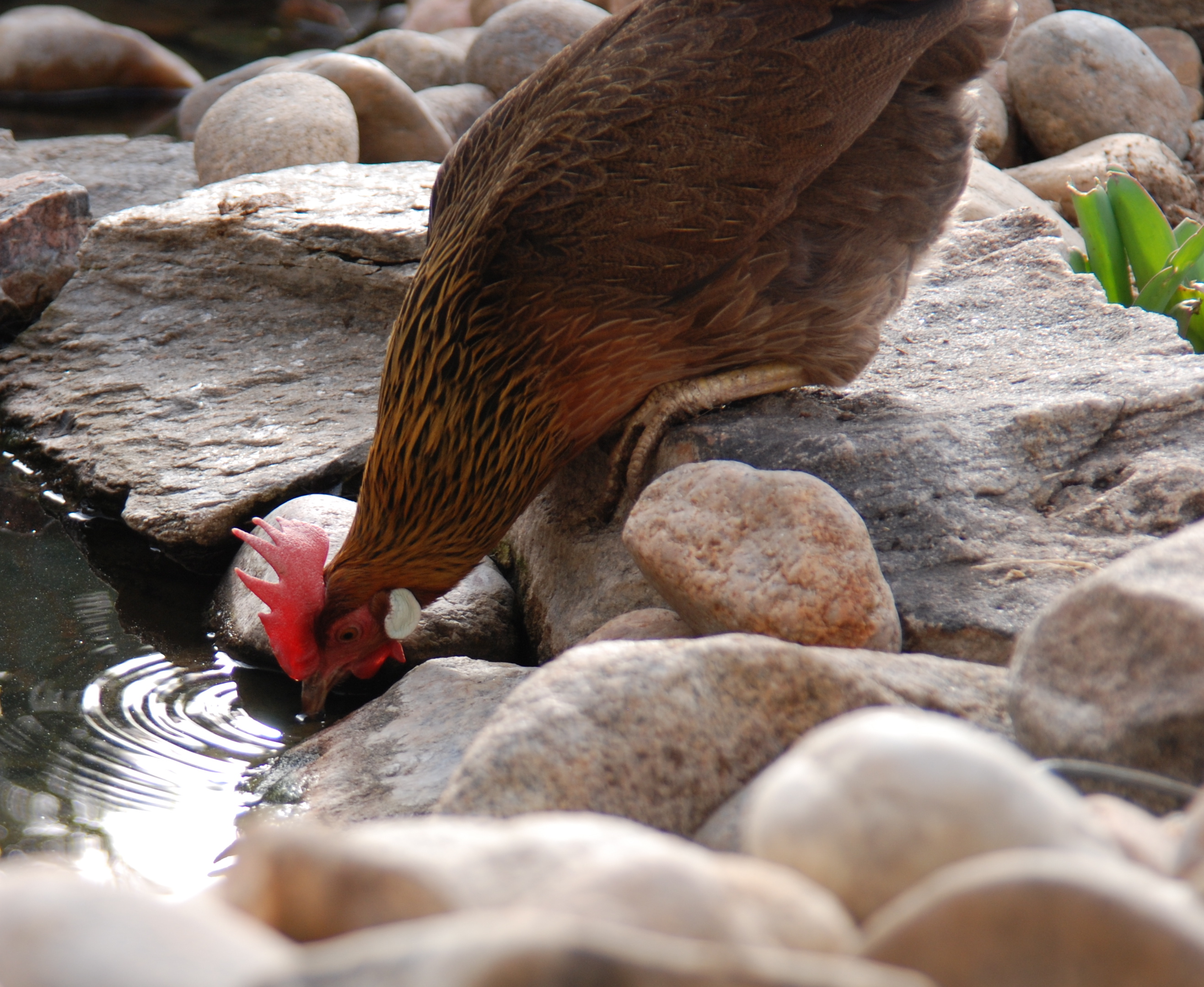 Pepper drinking from our pound