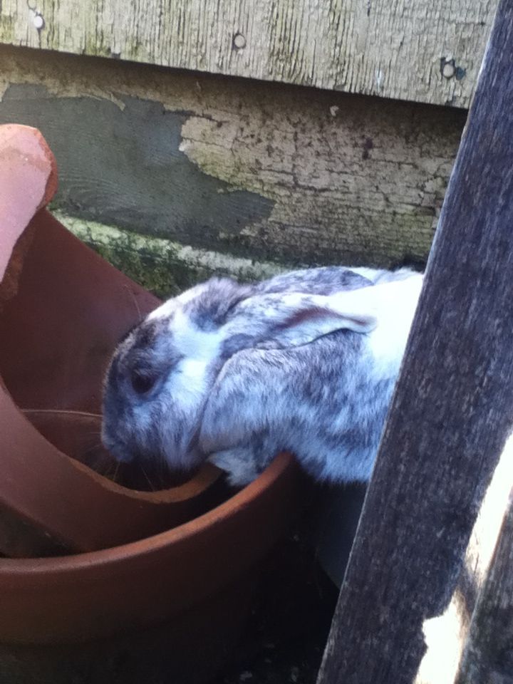 Pepper drinking out of a pot