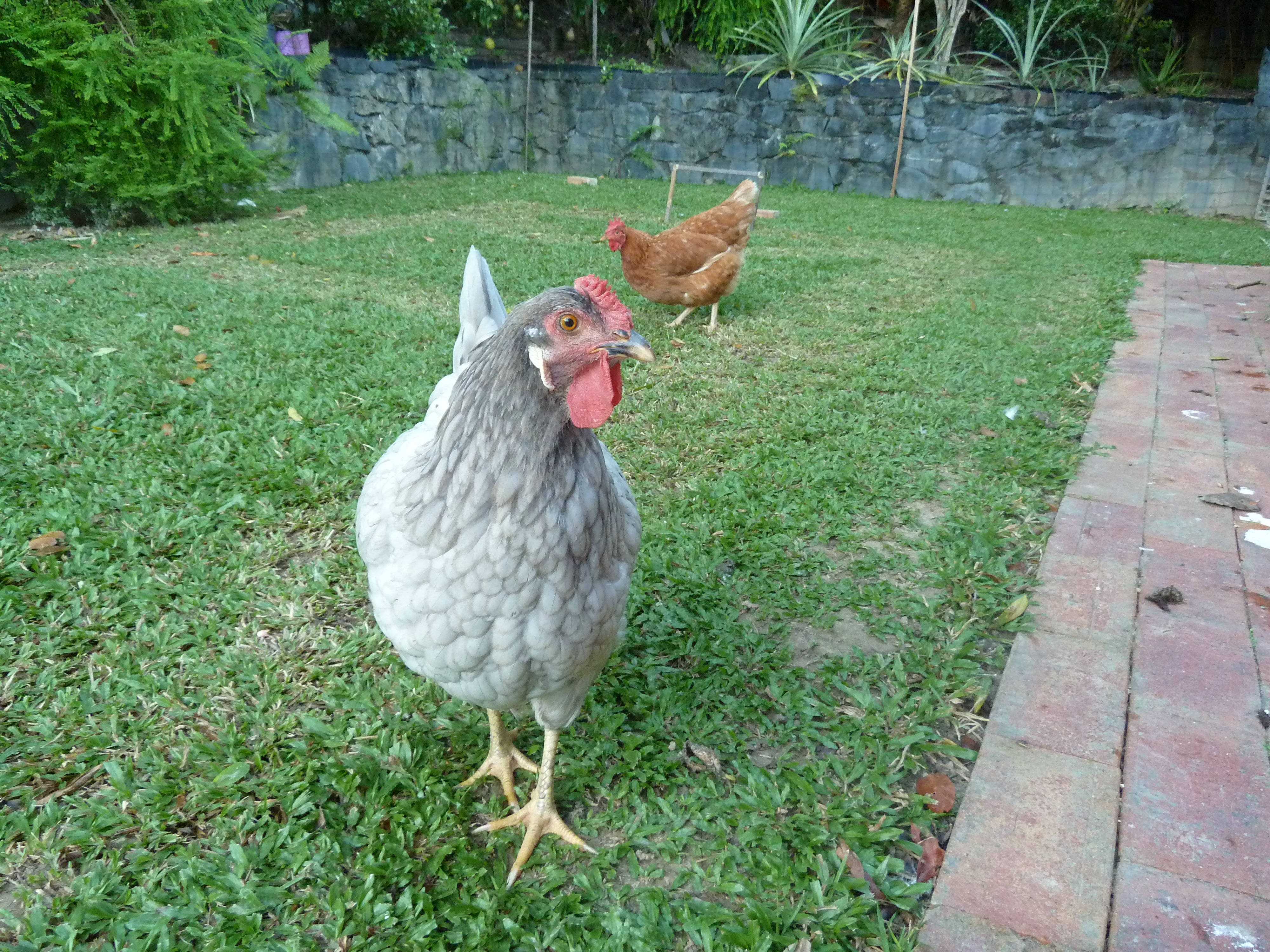 Pepper (Grey Wyandotte) and Jen (Isa Brown).
