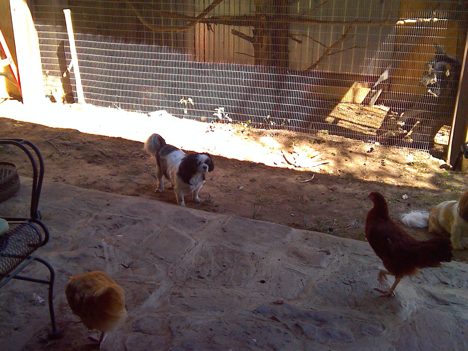 pepper love's  the chicken's too!