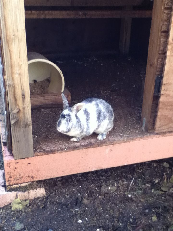 Pepper my female rabbit who had 6 beautiful babies.