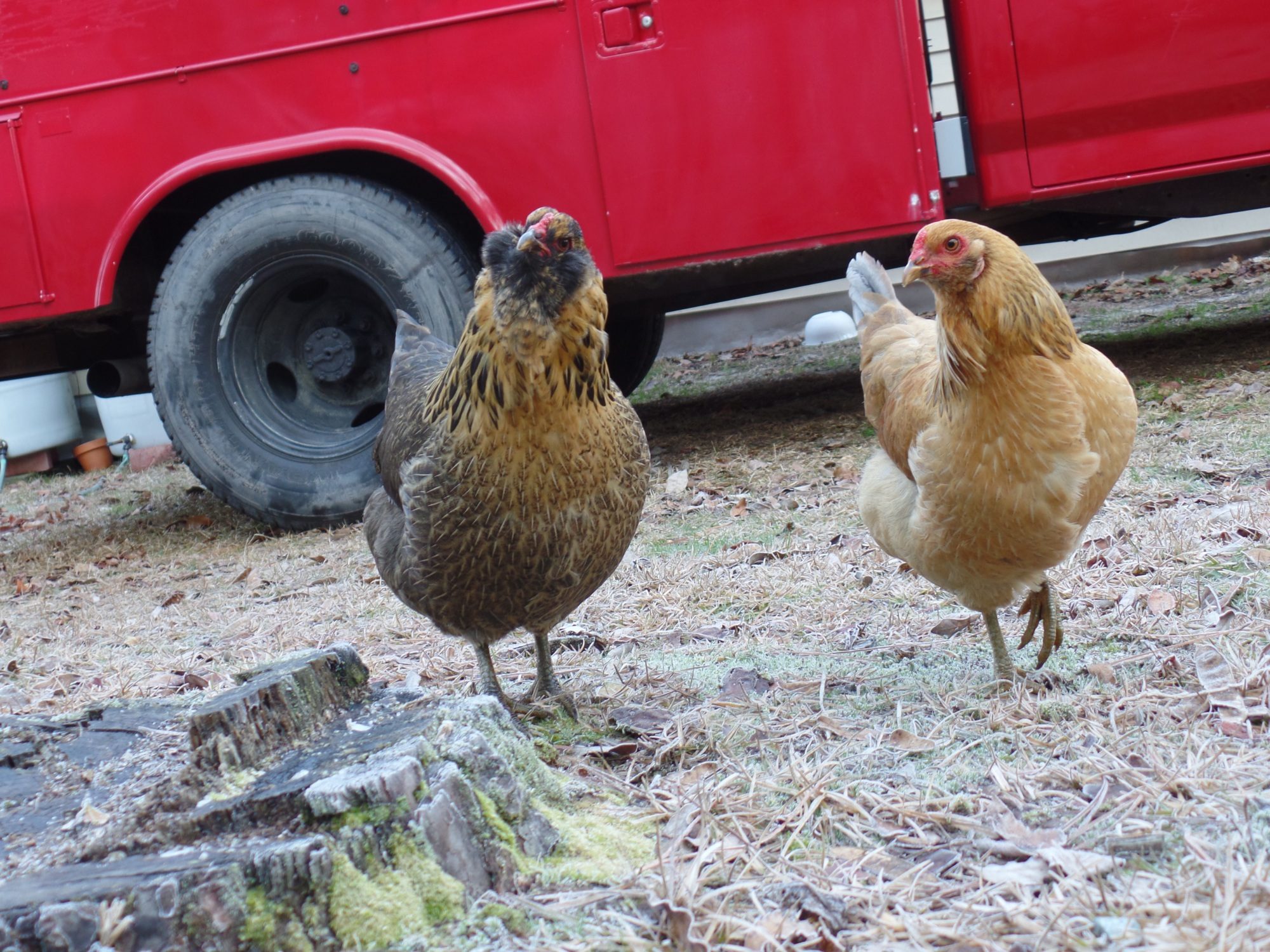 Pepper or left Goldi on right.