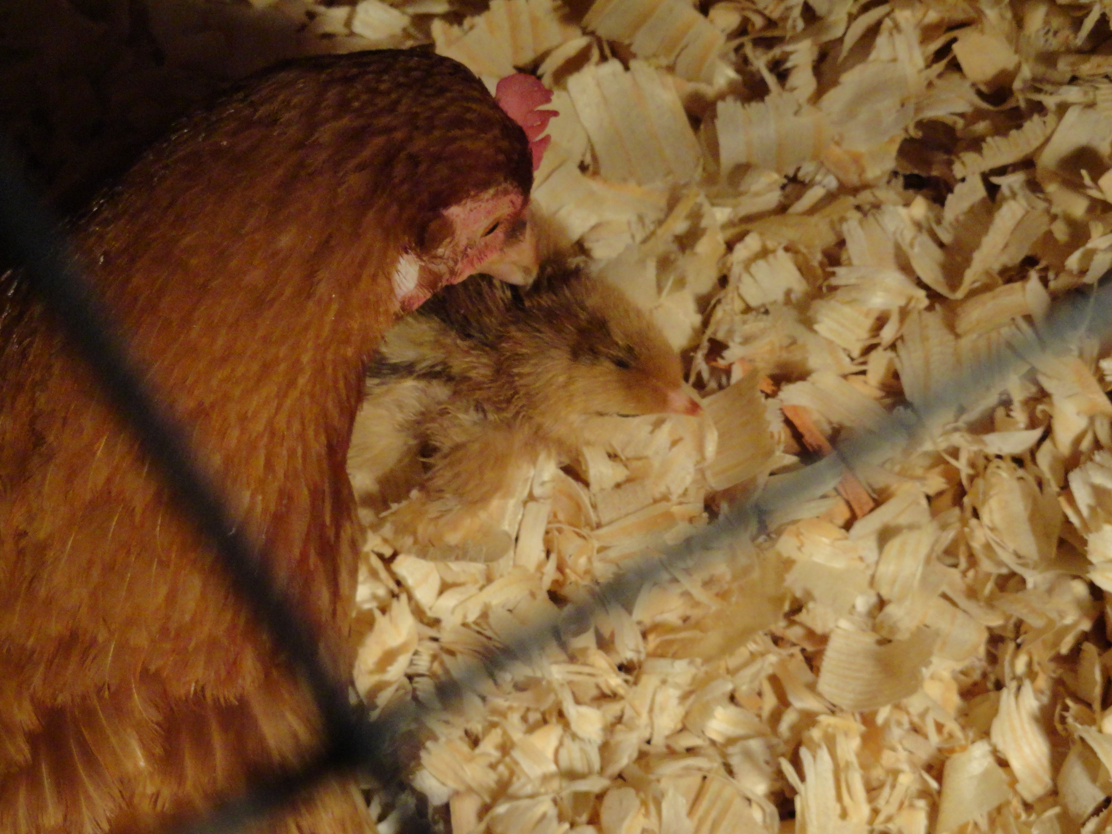 "Pepper" our first chick hatched 5-24-12 and her momma "Honey."