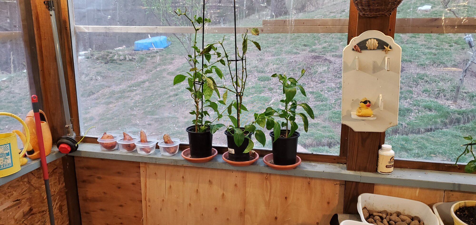 Pepper Plants from last year, ready to be planted outside