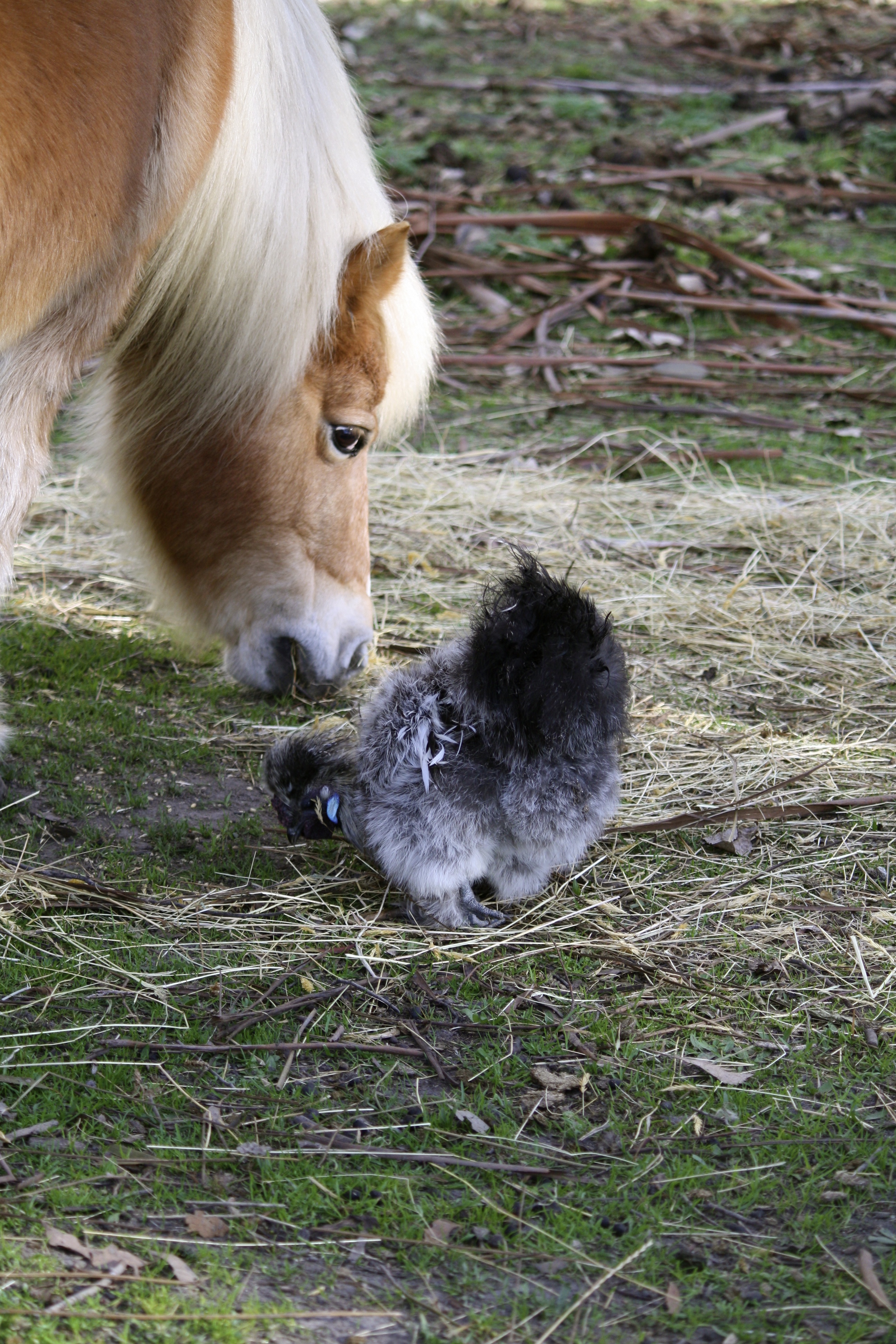 Pepper, silver partridge .