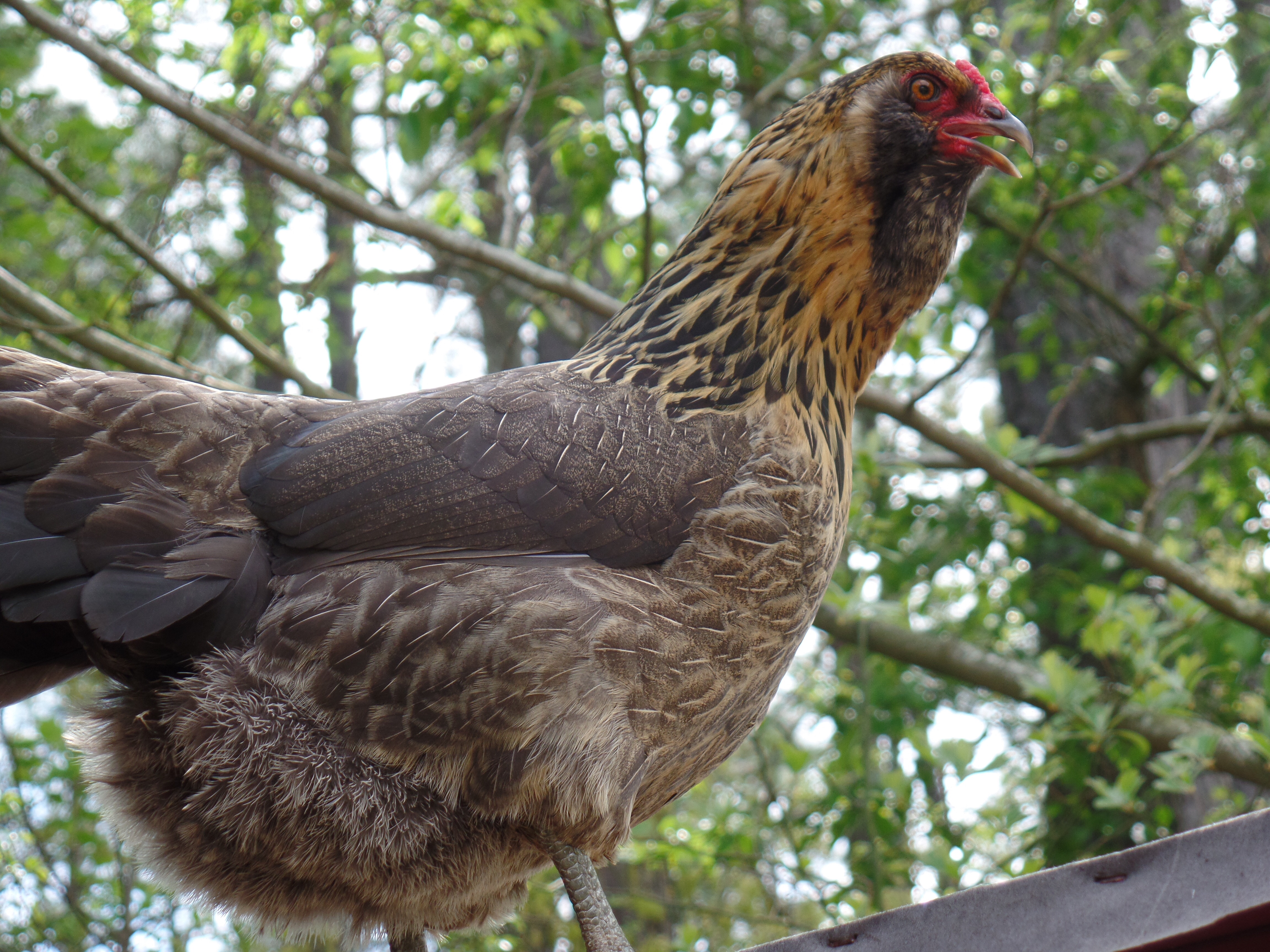 Pepper stuck on top of coop.