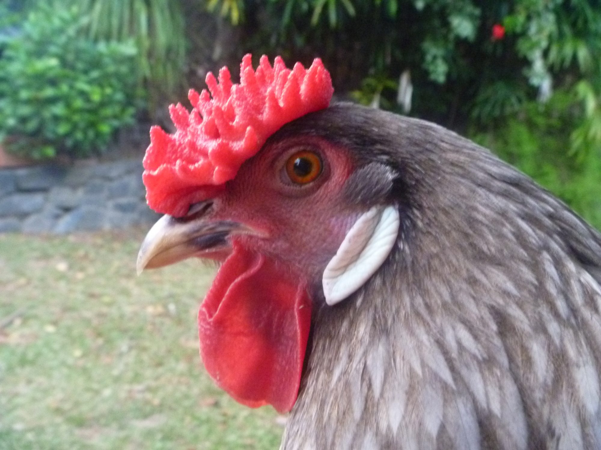Pepper