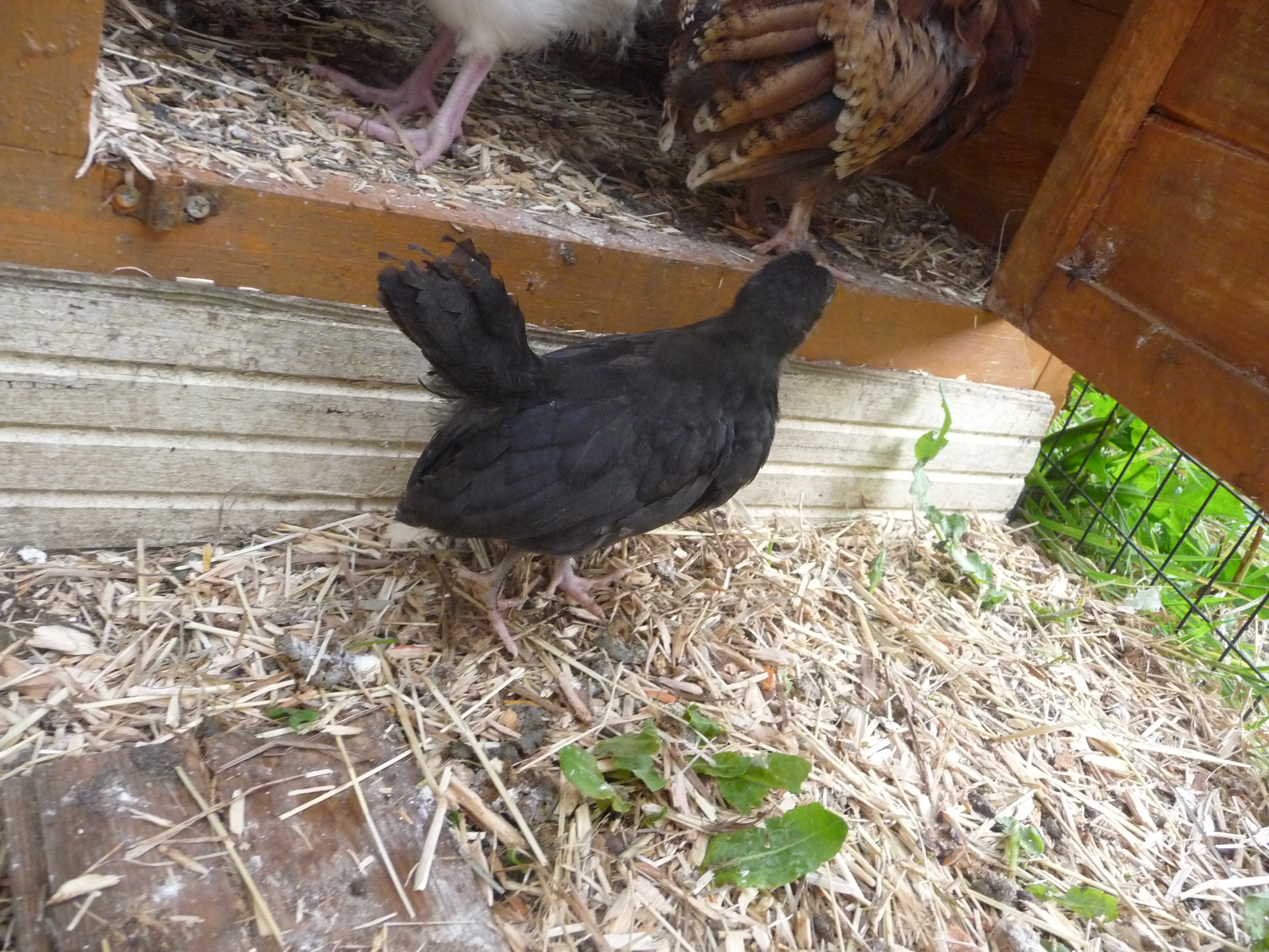pepper