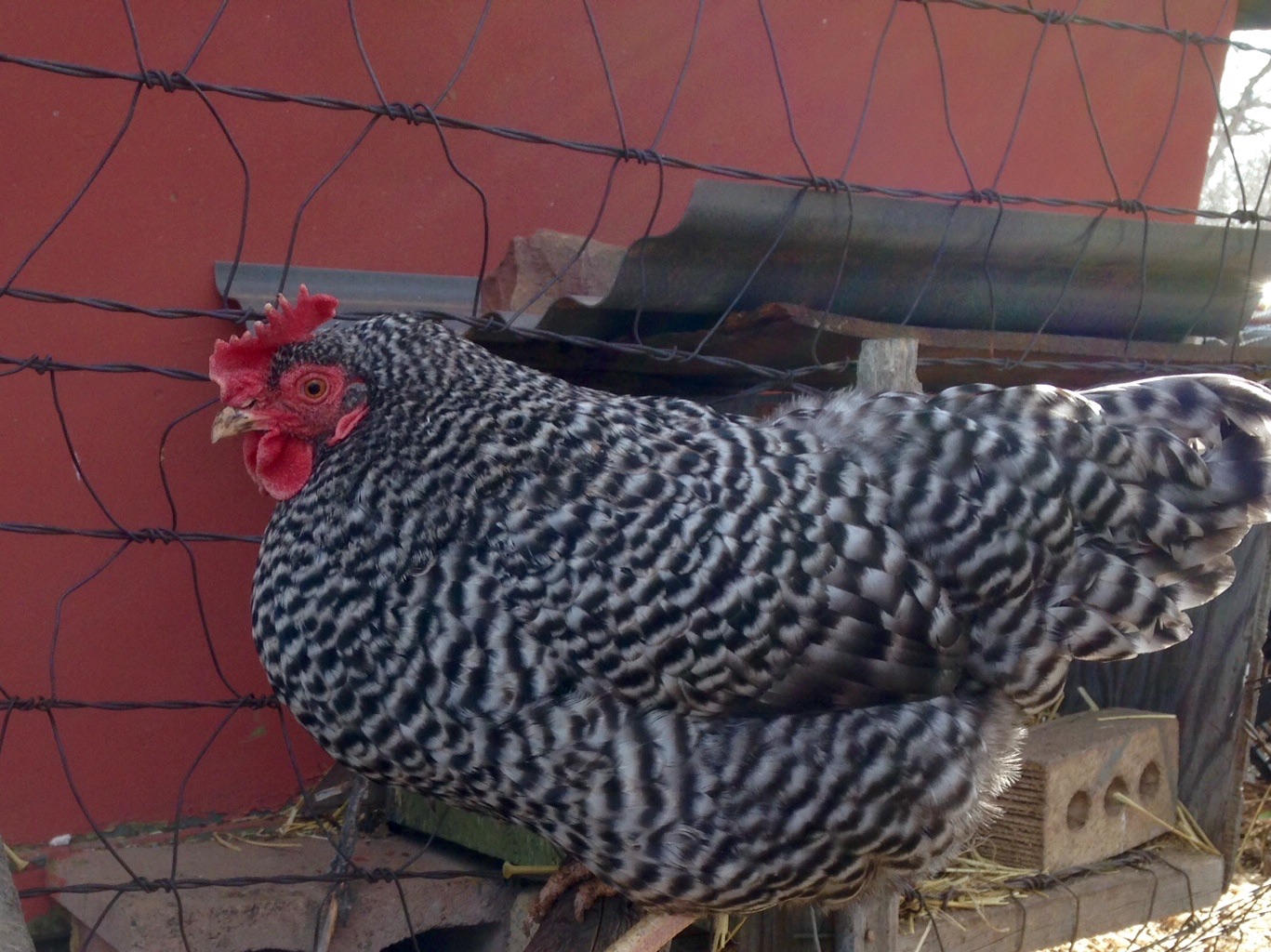 Pepper