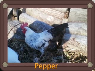 Pepper