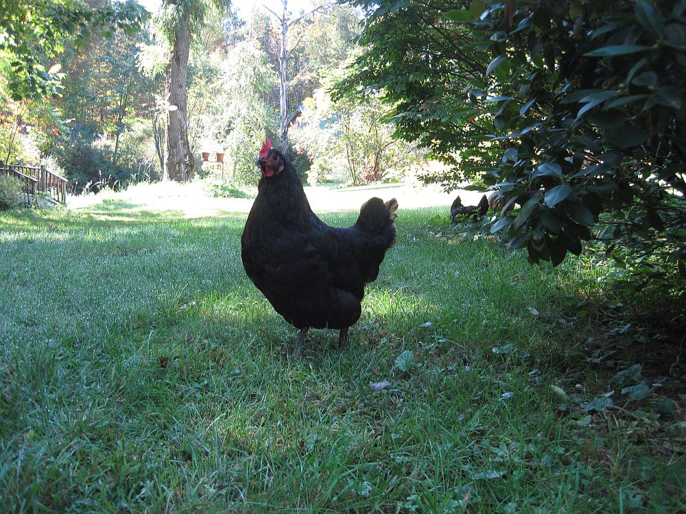 Pepper092717a