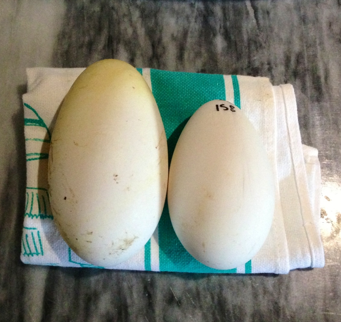 Peppers surprise 238 gram egg next to Jackies smaller one