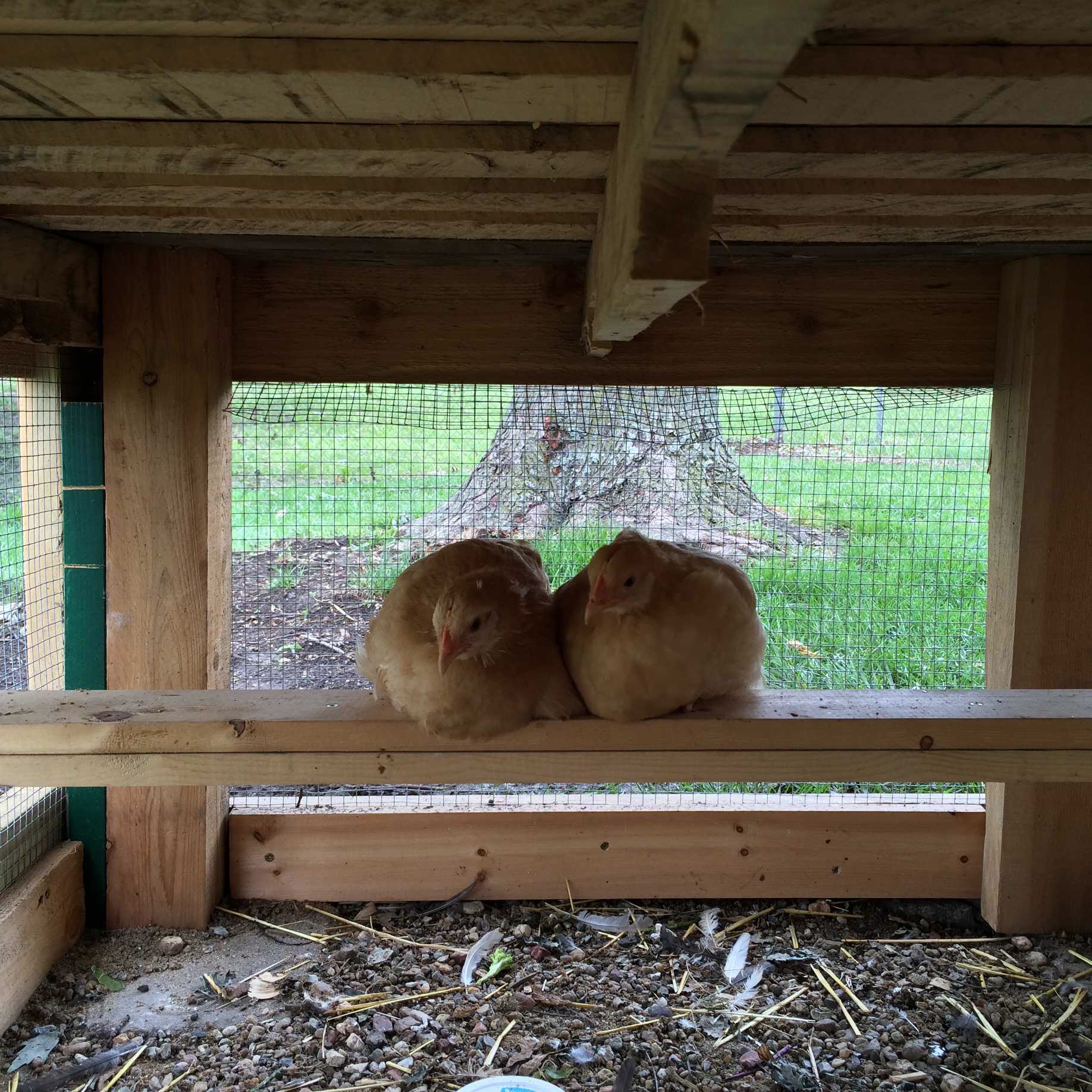 Perch under nesting box