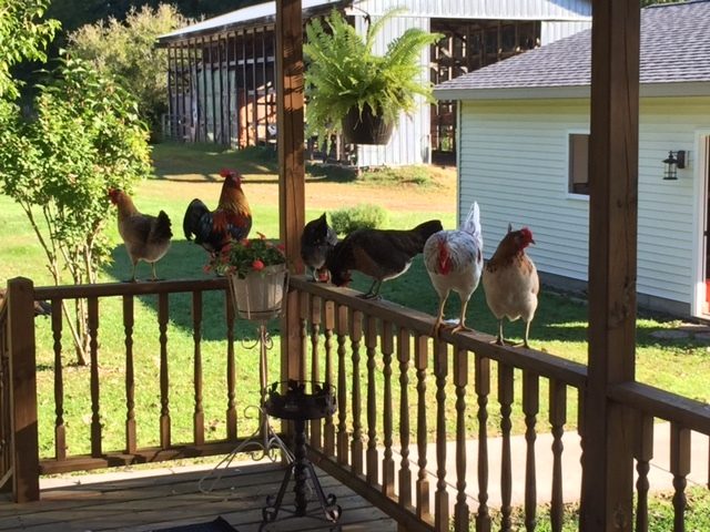Perched on the deck waiting for the perfect moment to sneak some cat food.