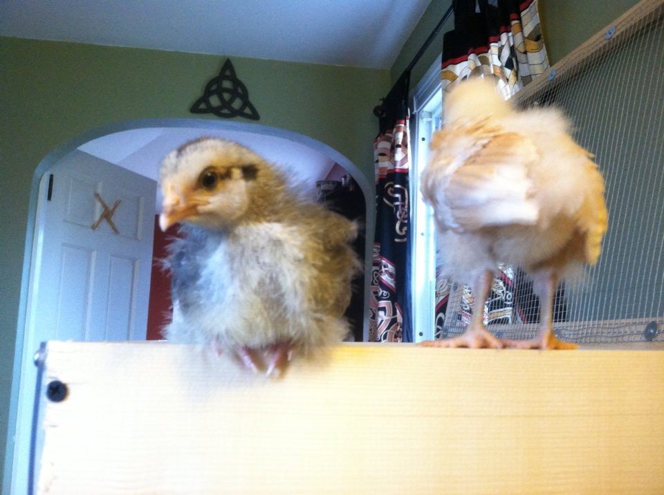 Perched on the top of the brooder