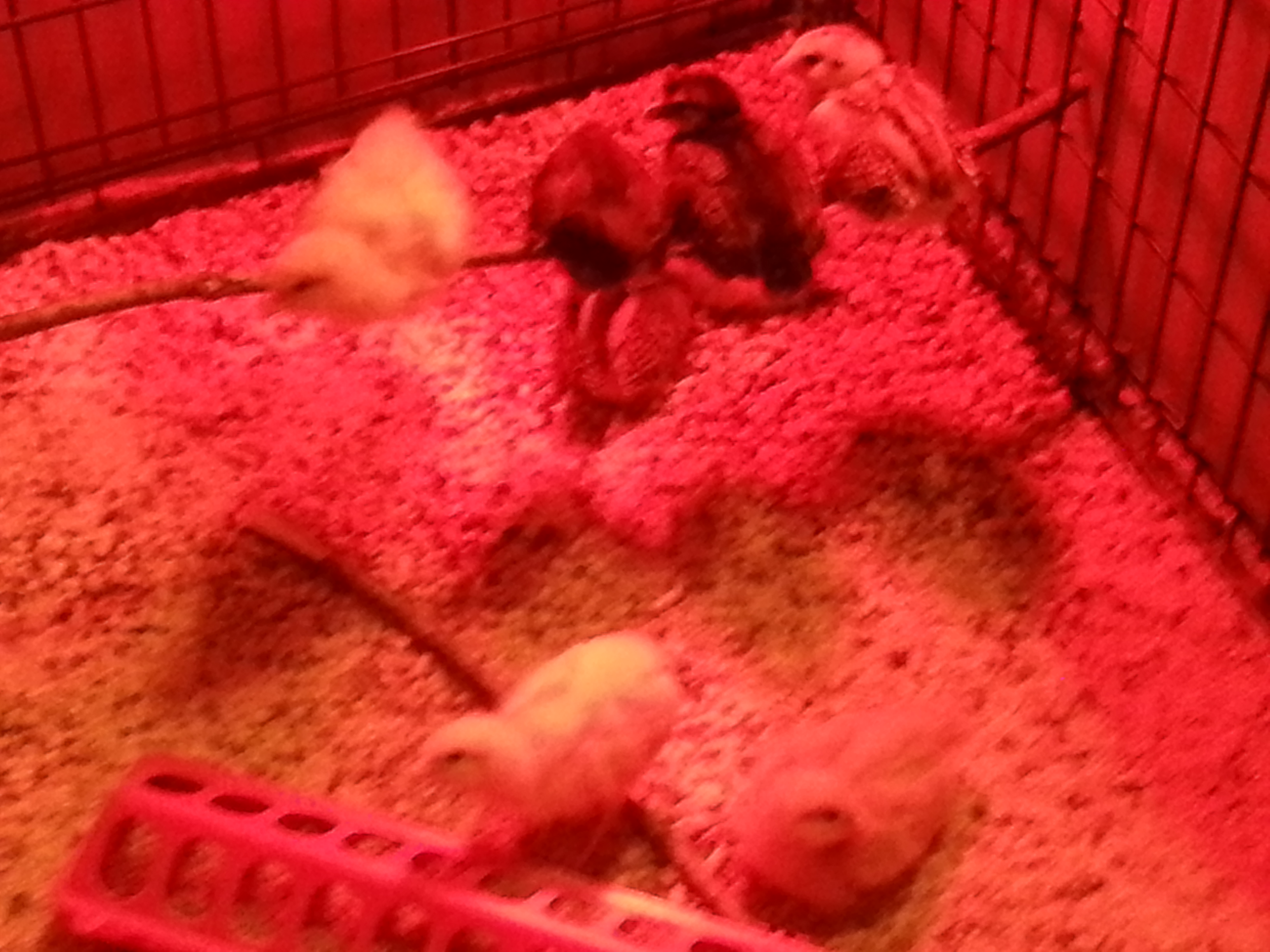 Perching at 1 week