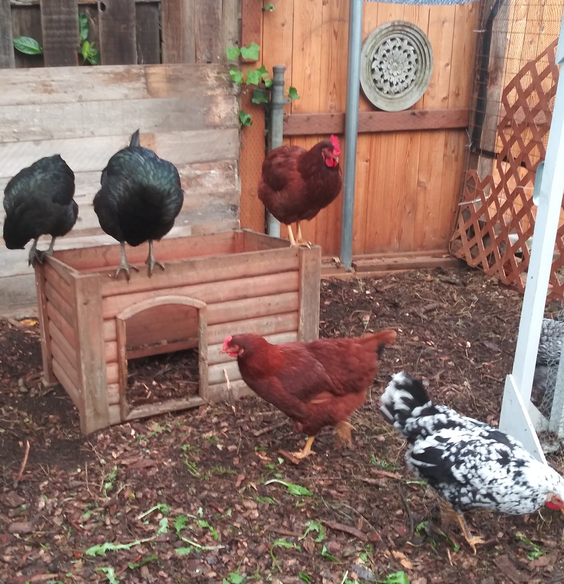 Perching on the Cabin after a big snack