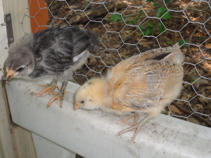 perching practice! EEs