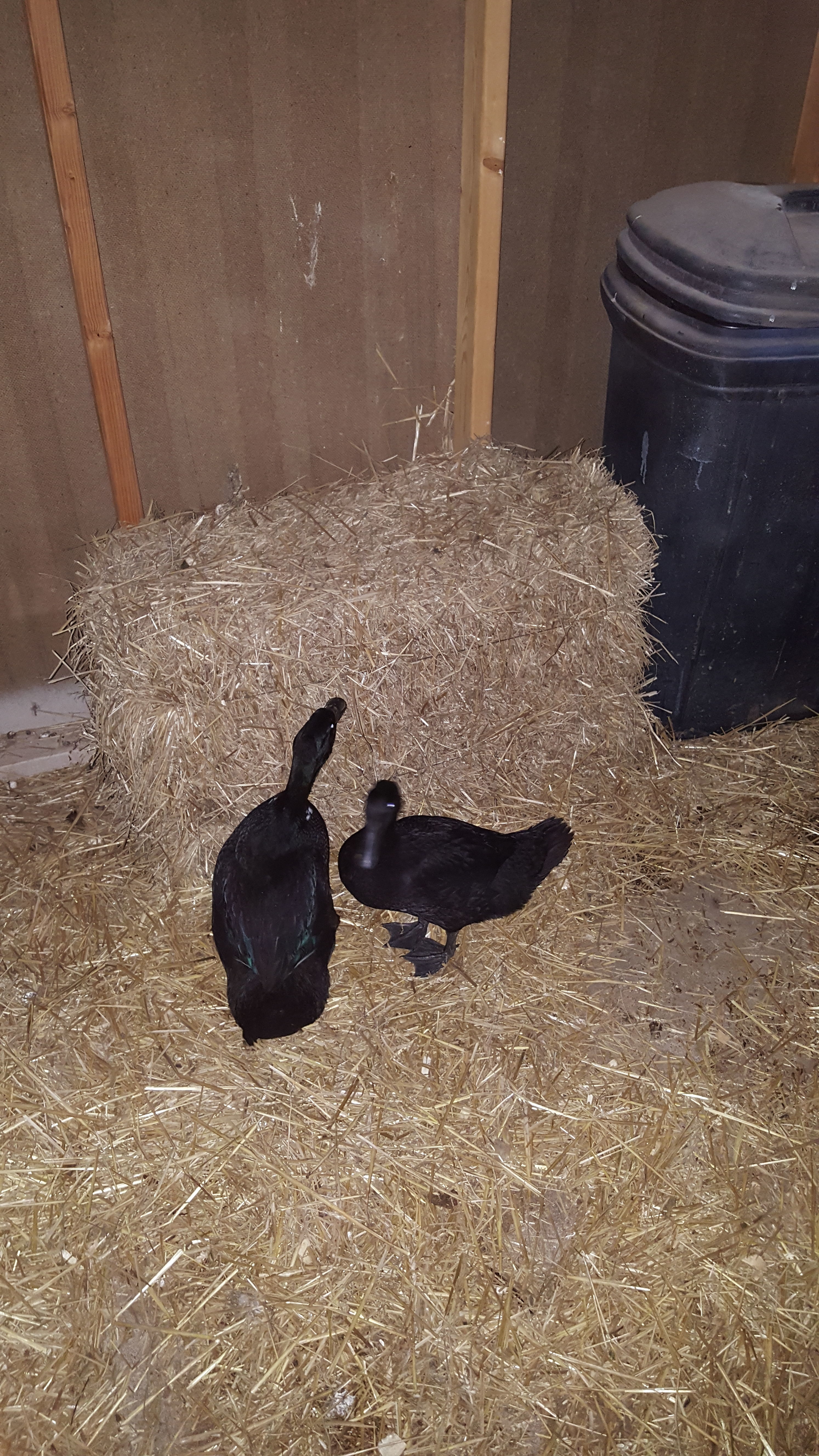 Percy and Pat again, probably around a month old in this picture! They're getting so big!! Living it up in the Grownups coop with all the big girls now!!