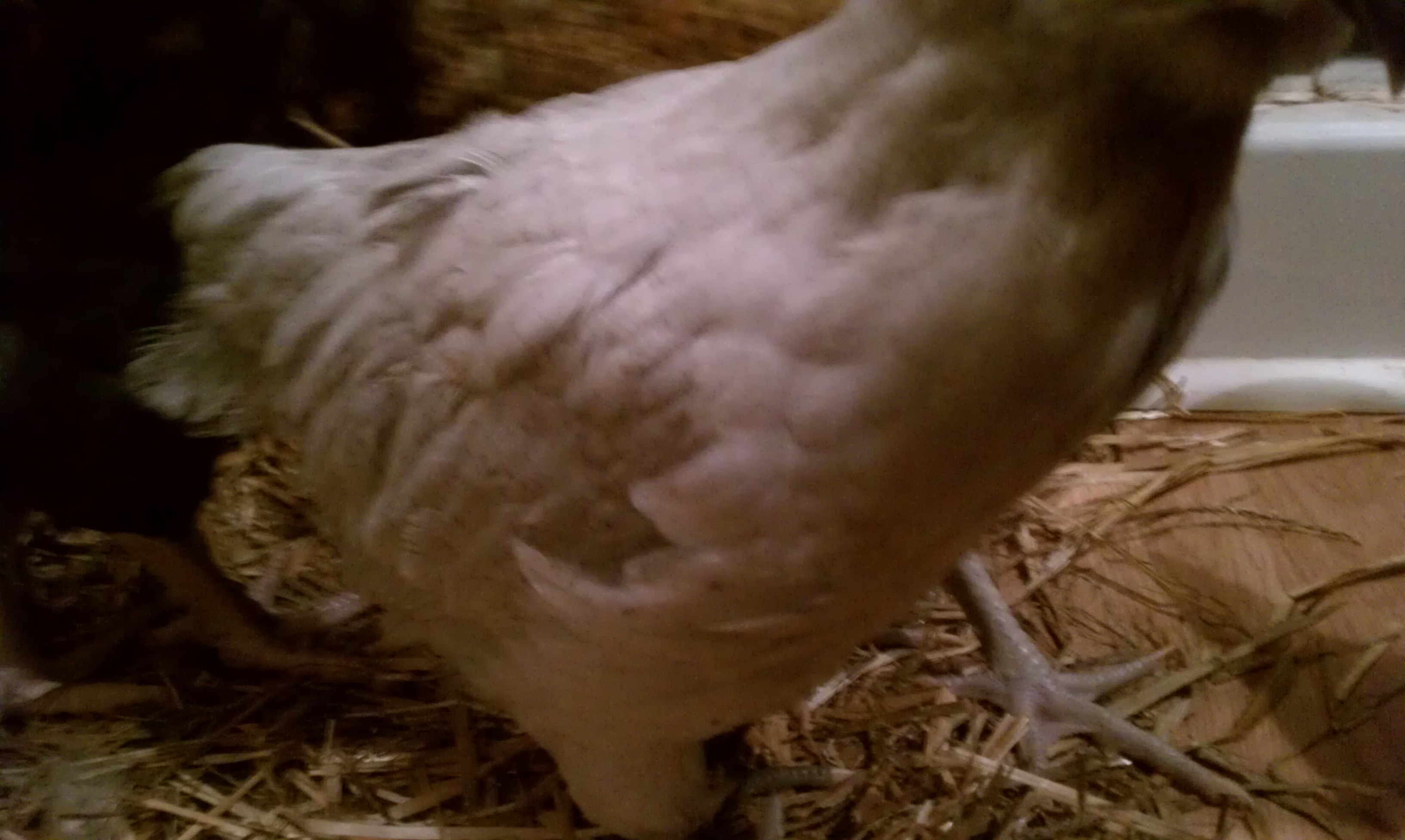 Percy feathering from the side