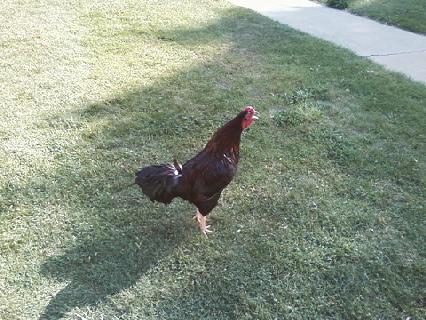 Percy, my DC, hollerin' at the girls.