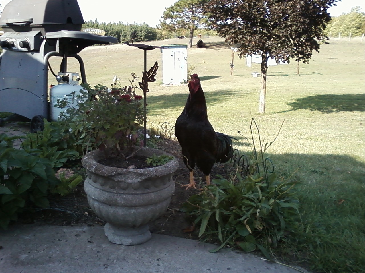 Percy, perfecting his crow in the garden.