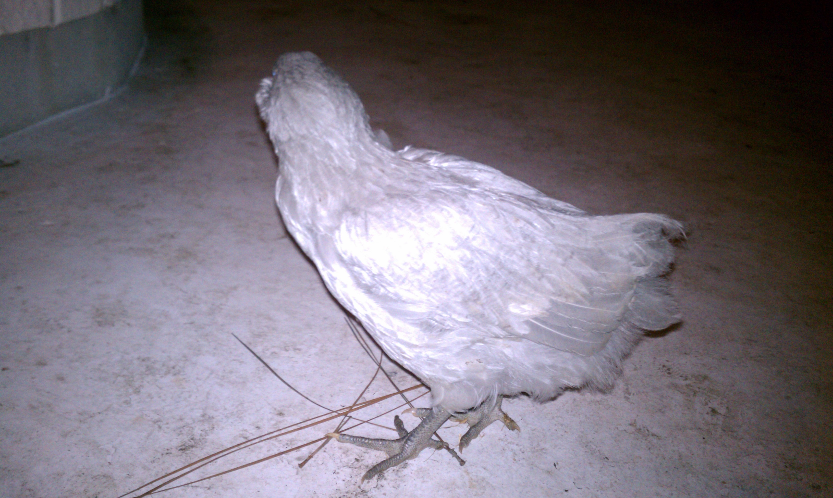 Percy side view