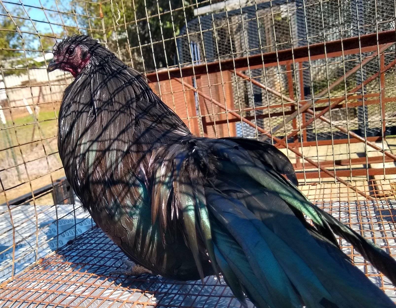 Percy the sumatra