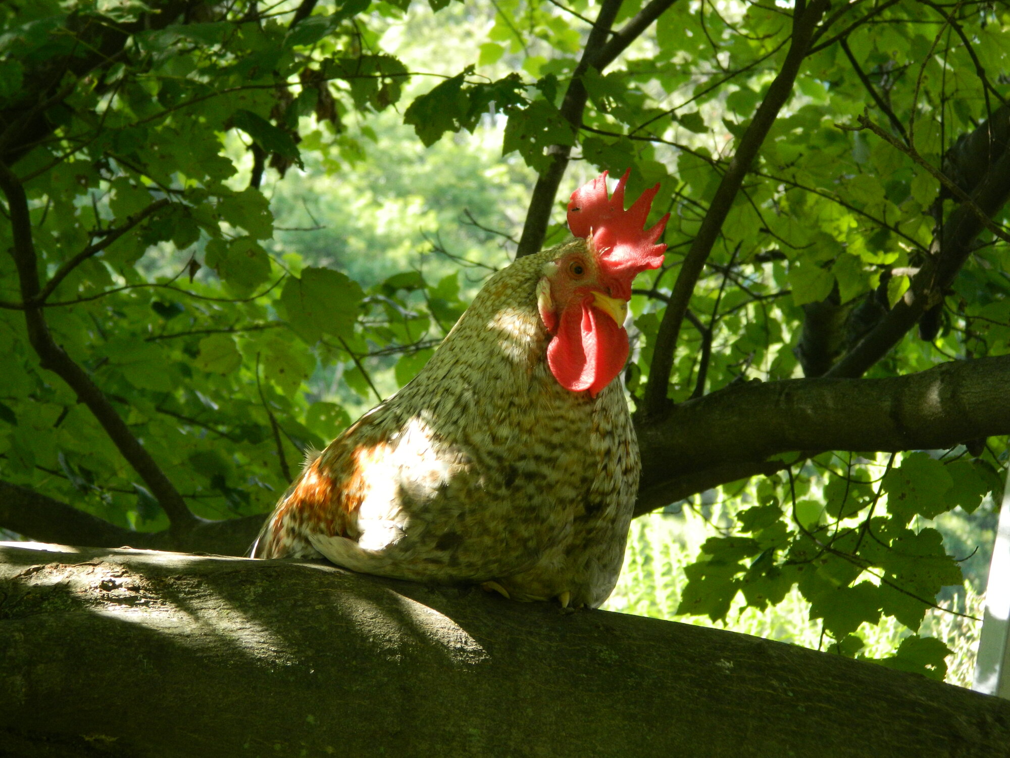 perfect perches in the trees