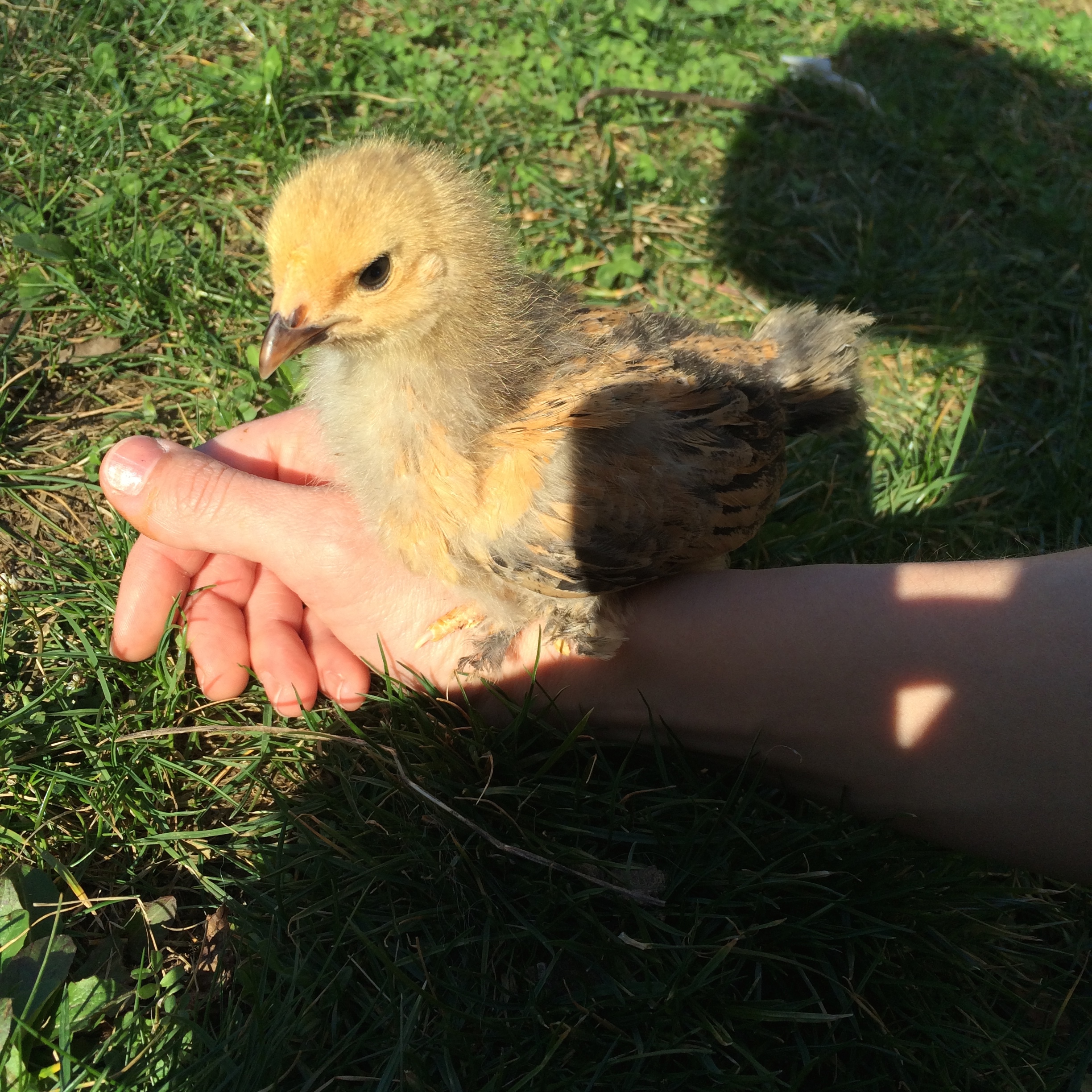 perfectly content to stay on my arm in the sun.
