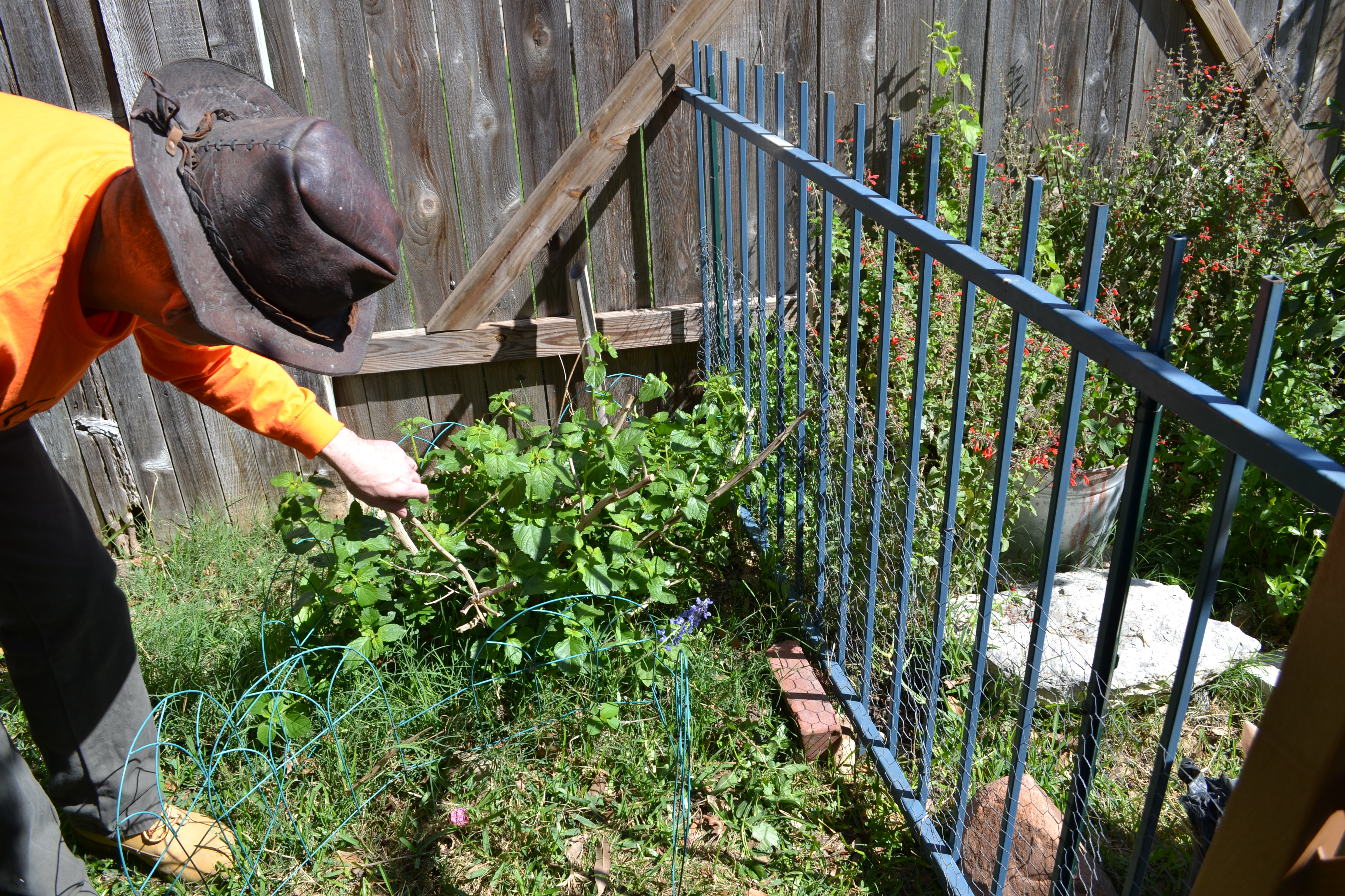 Perhaps in vain I put up some short metal fencing to protect my Lantana...