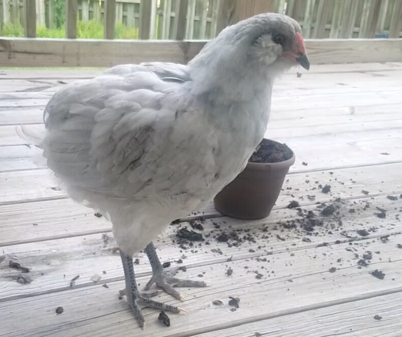 Periwinkle 11 Weeks B