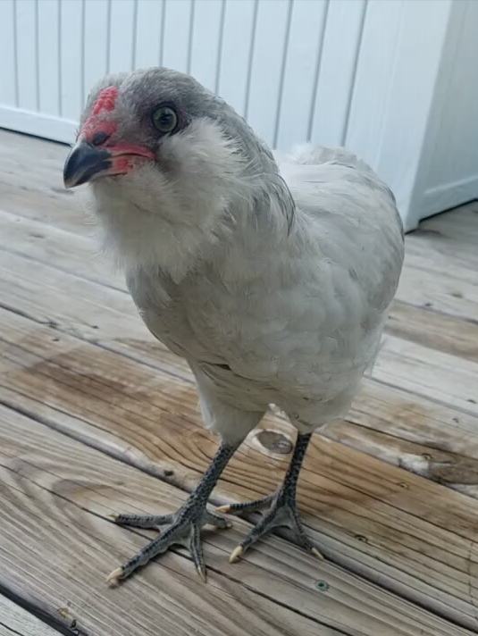 Periwinkle 11 Weeks D